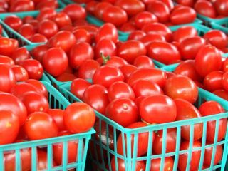 TOMATES FRESCOS whatsap; correo electrónico; ( ) Especificaciones Sin