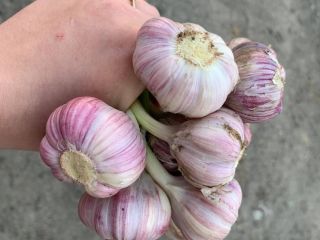 Hola. Venta de ajo de invierno Harnaś. Cabezas sanas