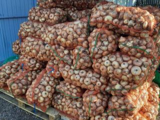 Vendo cebollas rumanas al por mayor. Producción 2021
