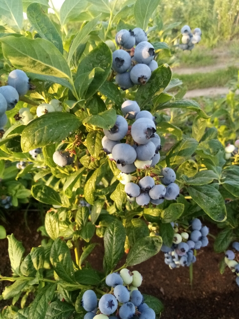 Venderé arándanos, 500 kg diarios, frescos, con cobertura, desgarrados todos los días