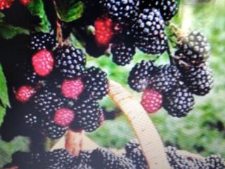 Hola, vendo moras, pedidos recién recolectados e información se
