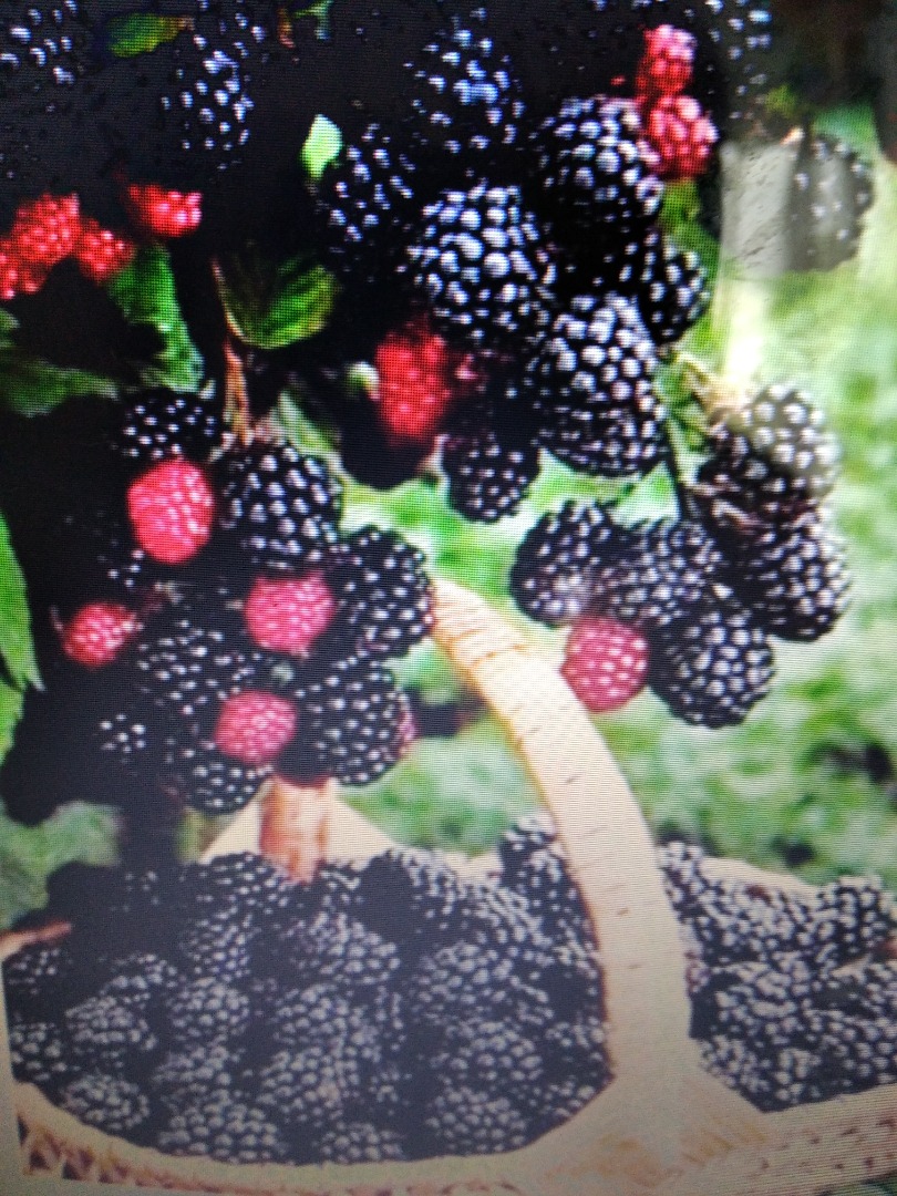 Hola, vendo moras, pedidos recién recolectados e información se pueden obtener llamando al