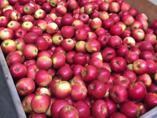 Tengo 80 toneladas de manzanas para vender, variedades Idared