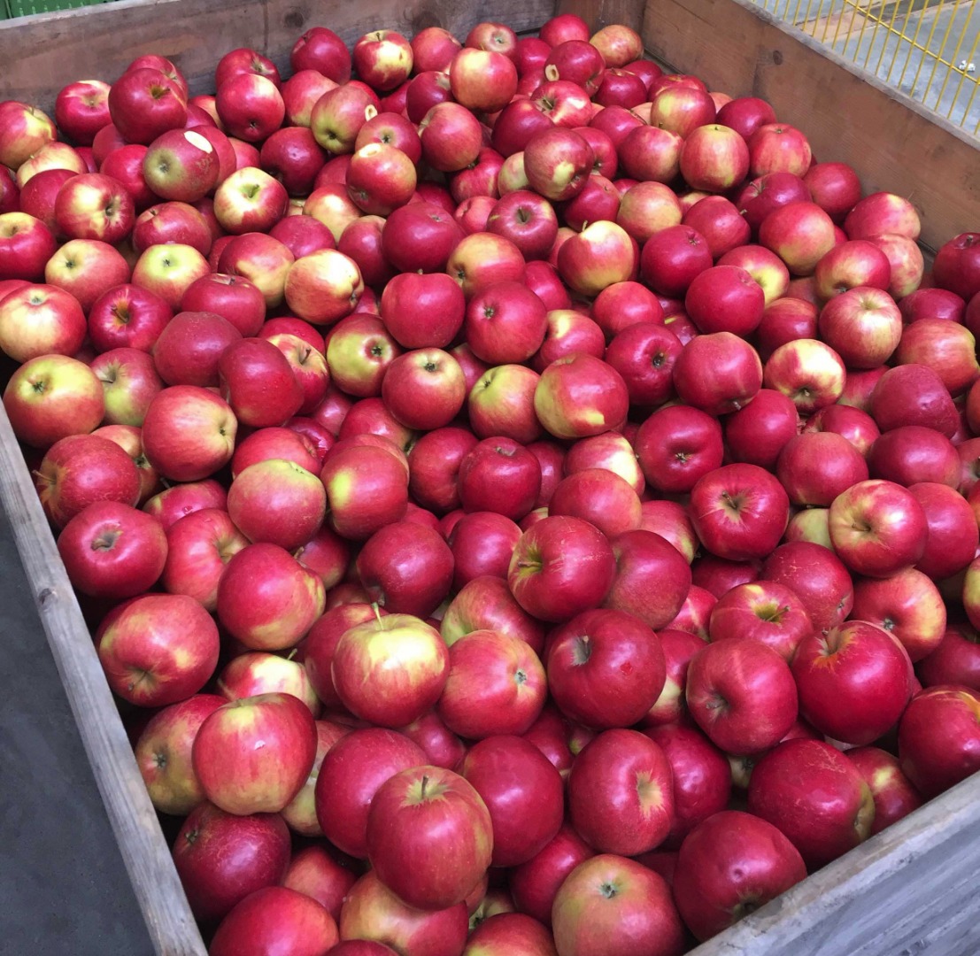Tengo 80 toneladas de manzanas para vender, variedades Idared y Gloster, actualmente encerradas en una sala de atmósfera controlada