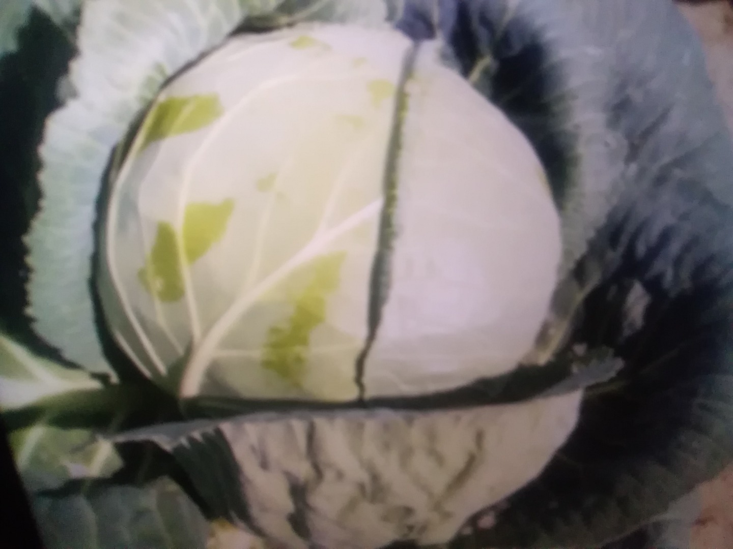 Venderé repollo blanco, de 2 a 4 kilos