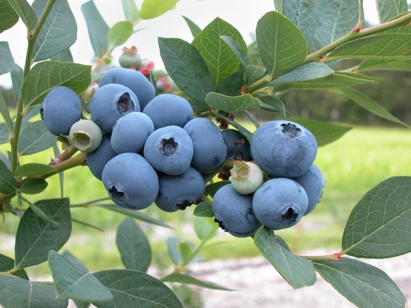 Arándanos con certificado ecológico - garantía ecológica