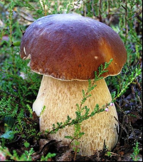 Compraré boletus frescos directamente de los recolectores o cantidades mayores a los comerciantes de hongos