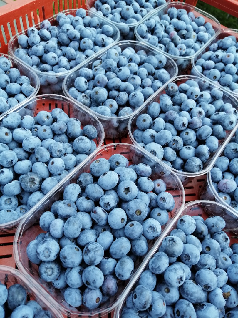 Venderé variedades de arándanos: Blue crop, bonus y nelson