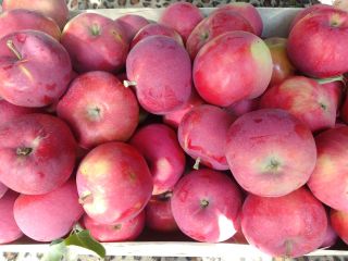 Manzanas de temporada "Early Geneva". Vendemos al por mayor.
