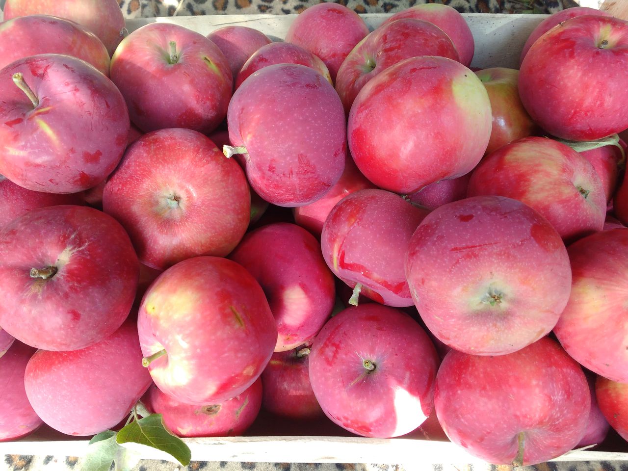 Manzanas de temporada "Early Geneva"