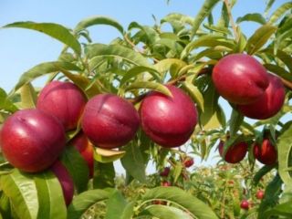 Vender nectarina "Stark Red Gold"