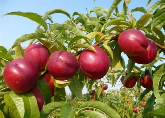 Vender nectarina "Stark Red Gold"