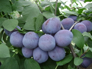 Vender ciruelas de temporada