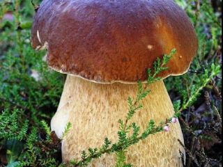 Compraré boletus, rebozuelos, boletes frescos a recolectores o comerciantes.