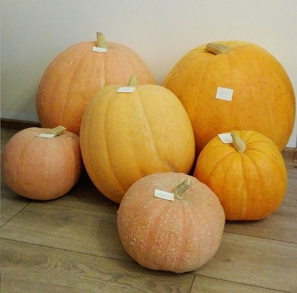 Hola, a finales de agosto y septiembre de 2021 tendré alrededor de 1-5 toneladas de calabaza gigante - bambino, no dude en contactar, precio a acordar