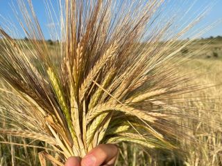 Vendo la cosecha de cebada 2021 en un área