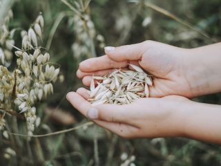 Venderé avena de consumo, cosechada en 2021, variedad Perun