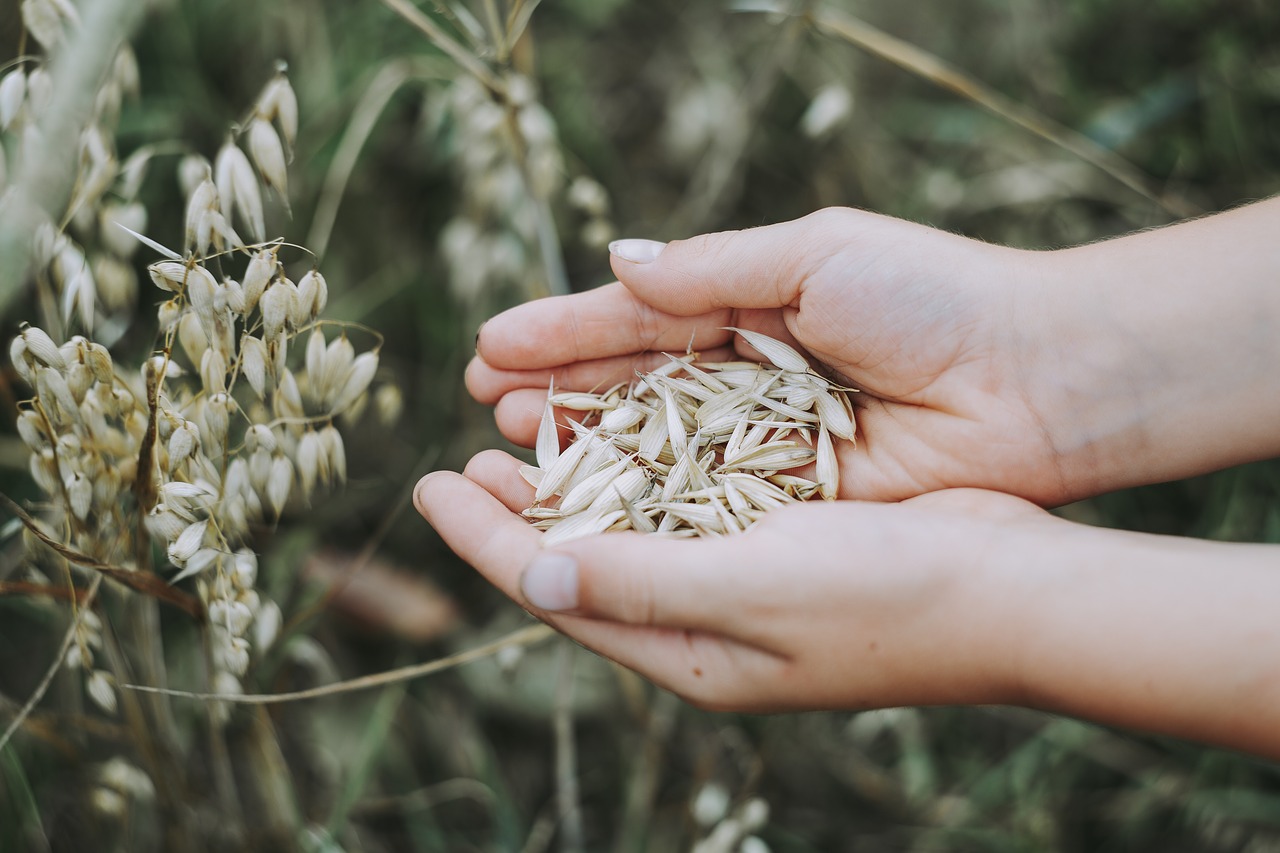 Venderé avena de consumo, cosechada en 2021, variedad Perun C1