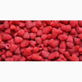 Vendemos frambuesas congeladas y las exportamos a Polonia desde Ucrania