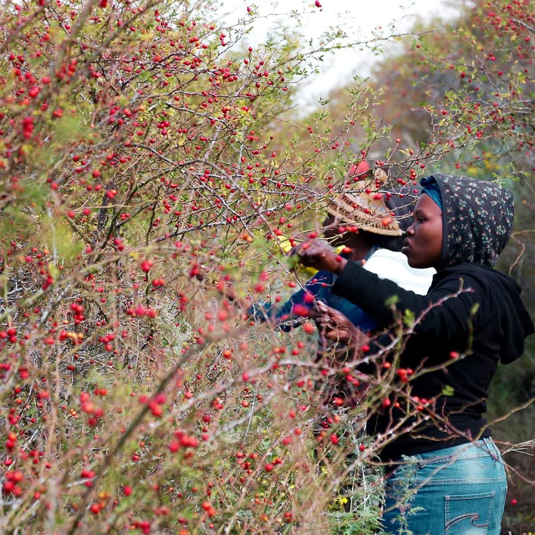 Bayas de rosa mosqueta silvestre cosechadas en las montañas de Lesotho