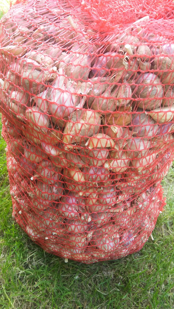 Venta de ajo Harnaś - cortado en kilogramos