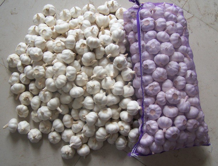 El ajo tiene ventajas obvias, como tamaño grande, rico sabor suculento, sabor picante puro, crujiente y delicioso, sin pétalos sueltos, resistencia al moho