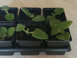 Buenos dias tengo menta mexicana a la venta, plantas