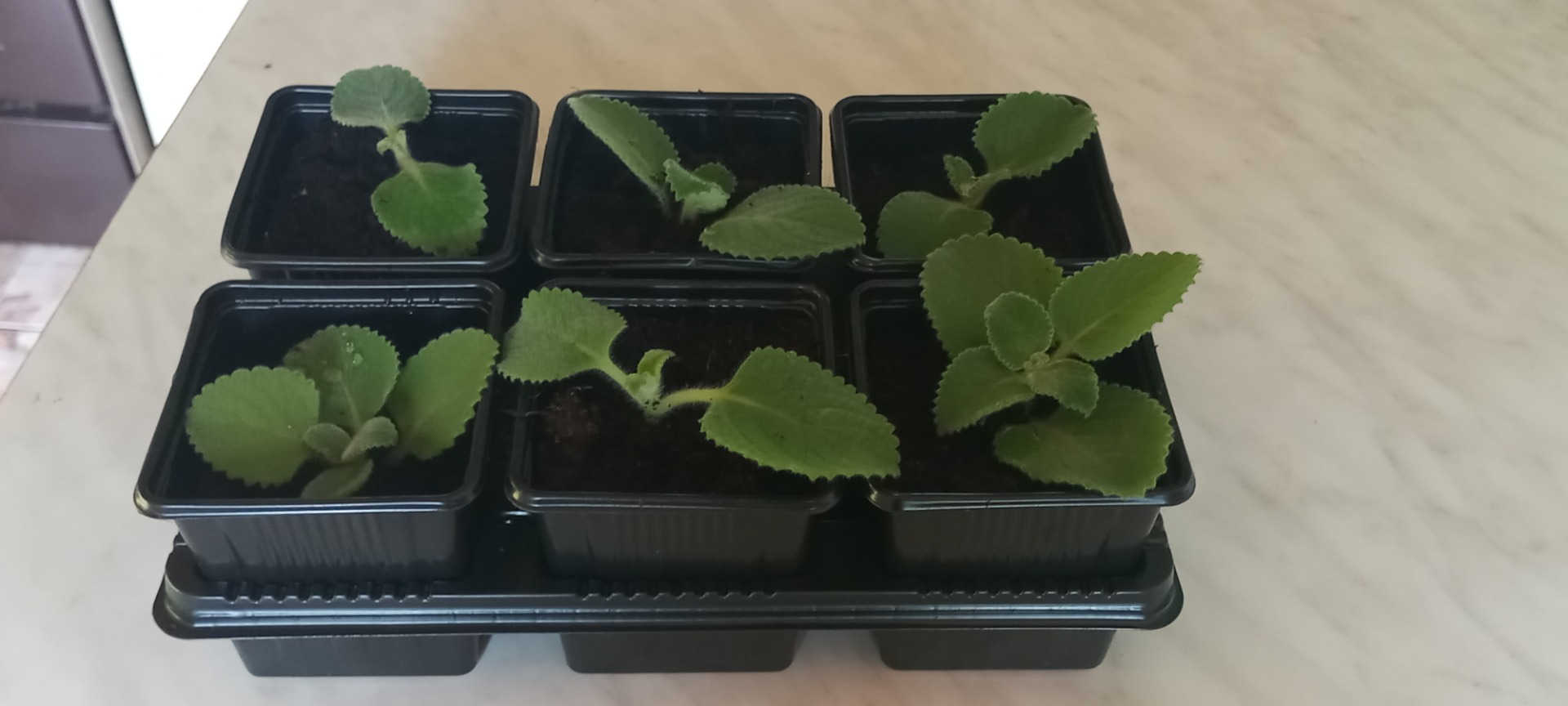 Buenos dias tengo menta mexicana a la venta, plantas y ramos mas grandes