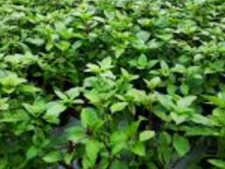 Vendo albahaca macedonia con sabor a limón, producción 2021.
