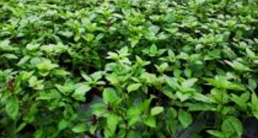 Vendo albahaca macedonia con sabor a limón, producción 2021