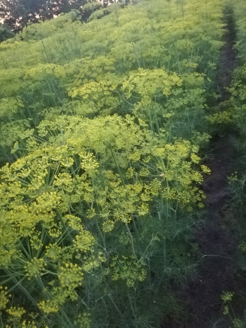 Venderé eneldo para pepinos, ambrosía y variedad esmeralda
