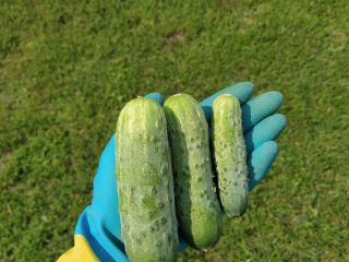 Venderé pepinos molidos, variedad atómica Sencillo (hasta 9 cm)