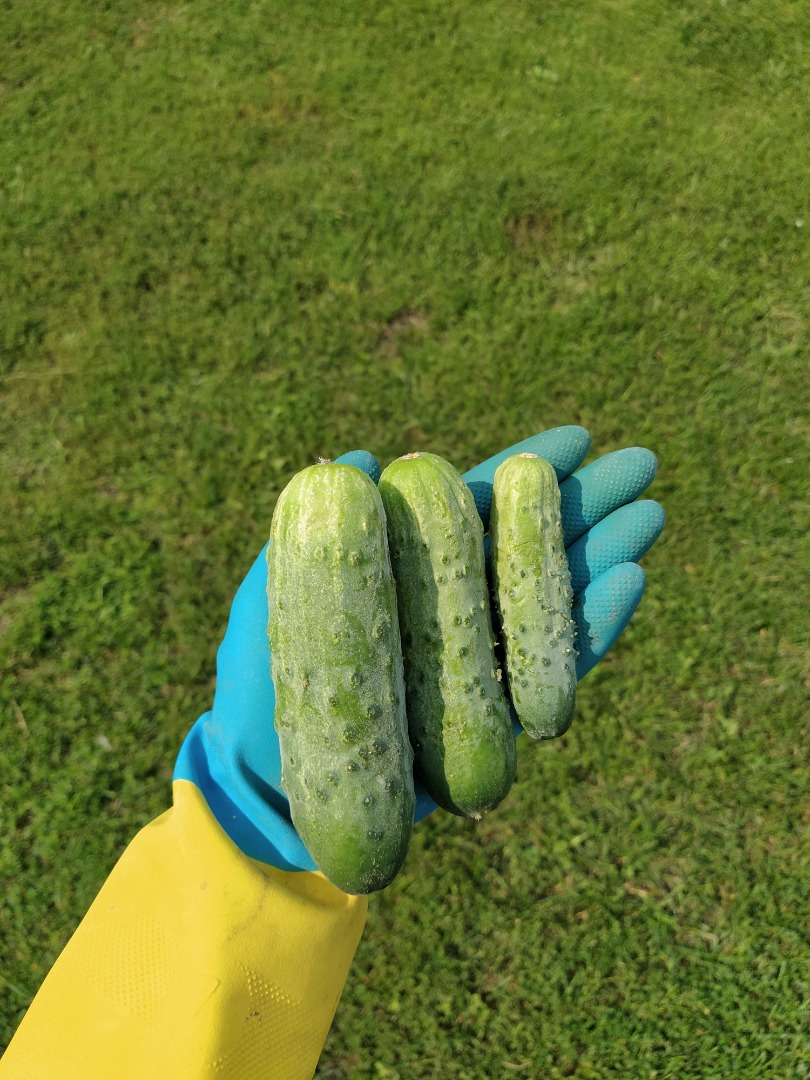 Venderé pepinos molidos, variedad atómica Sencillo (hasta 9 cm) 2,60 PLN Dos (hasta 12 cm) 1,20 PLN Tres (hasta 16 cm) 0,40 PLN