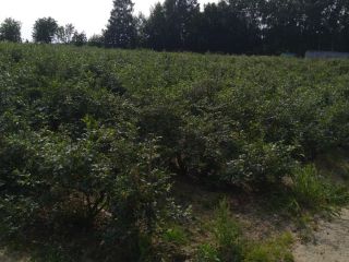 Venderé arándanos de mi propia plantación directamente del arbusto,