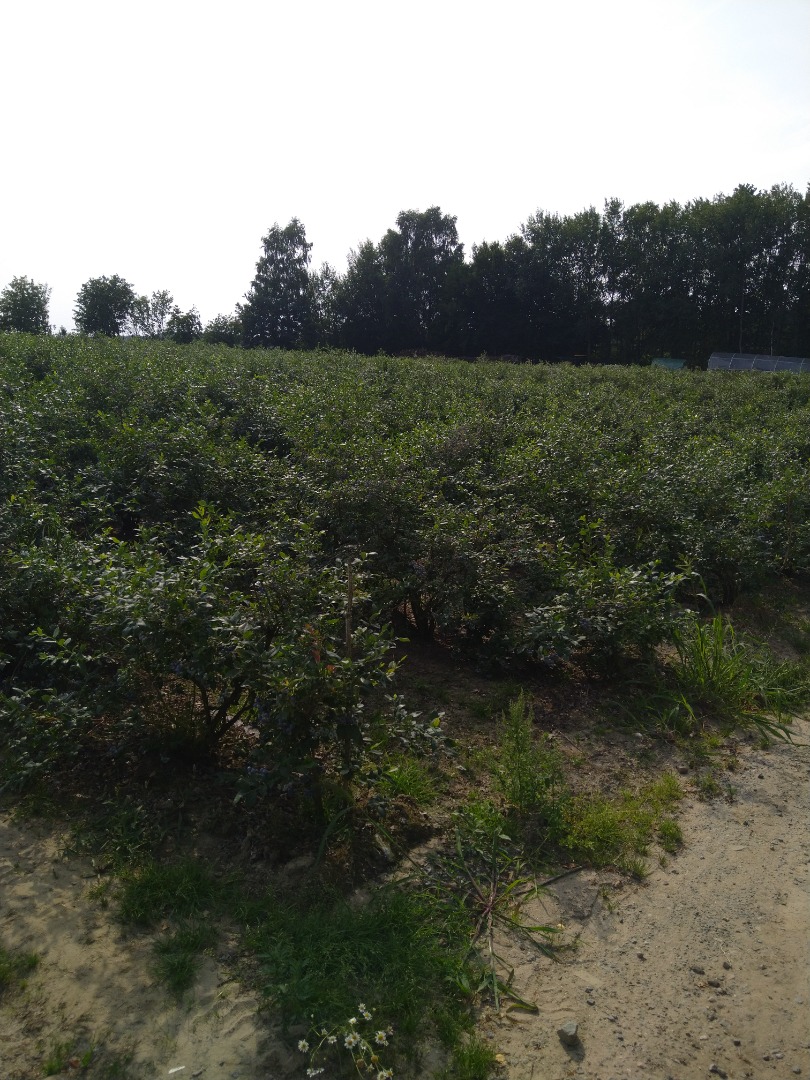 Venderé arándanos de mi propia plantación directamente del arbusto, no más información por teléfono