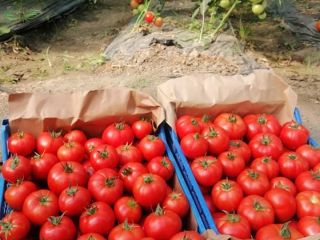 ¡Vendo tomates de 2 solariums sin pavimentar al por