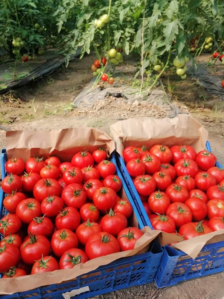 ¡Vendo tomates de 2 solariums sin pavimentar al por mayor en todo el país con entrega en 2-3 días! Precio negociable, con certificado del fabricante