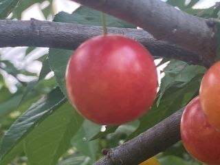 Agradable madura ... ciruelas de color rojo violáceo profundo
