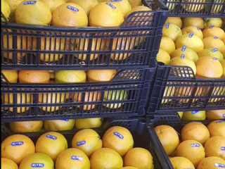 Laverida venderá naranjas. Variedad de NAVEL POWELL y VALENCIA.