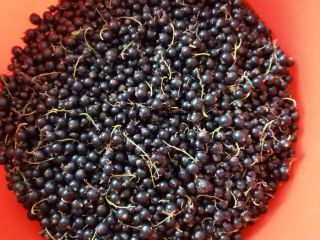 Vendemos grosellas negras de nuestra propia producción. Entrega en
