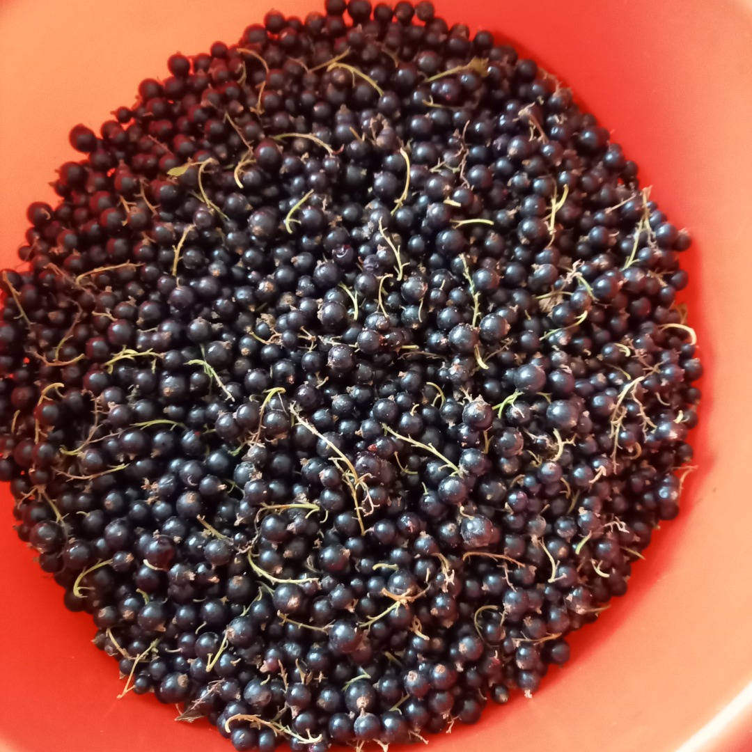 Vendemos grosellas negras de nuestra propia producción