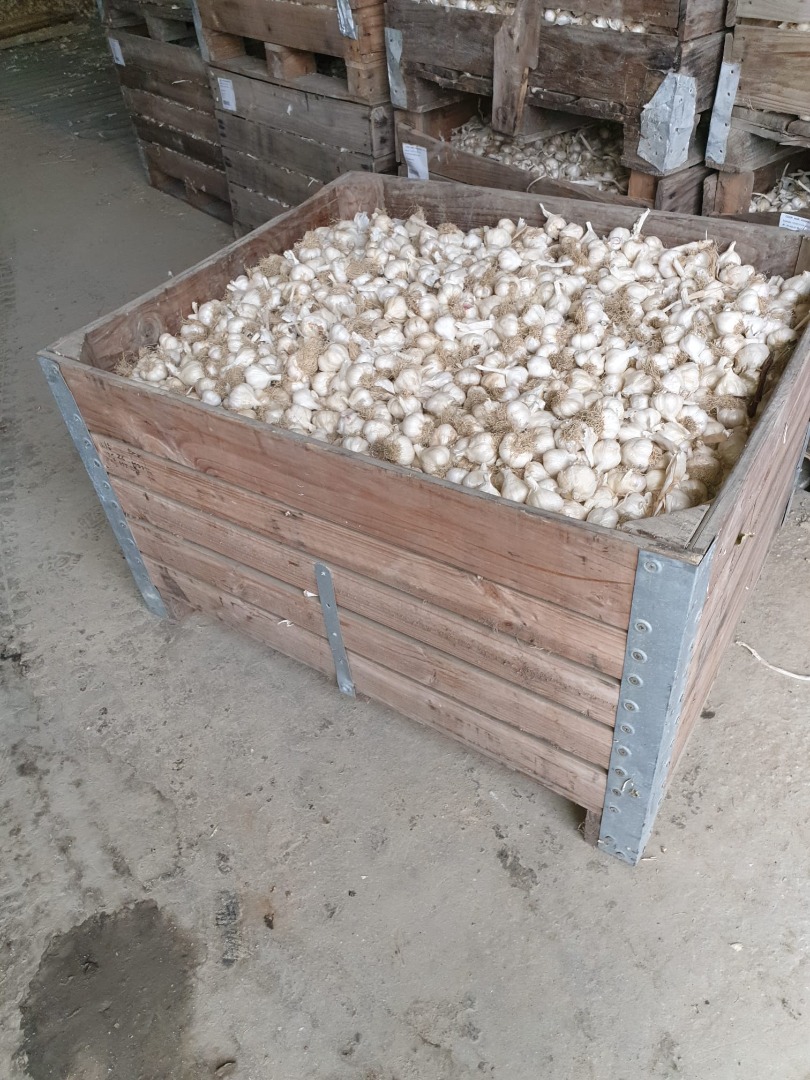 Vendo ajo de calidad y semillas