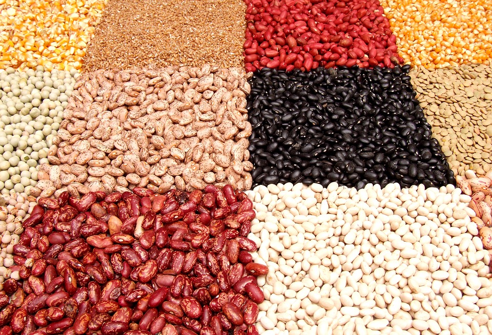 Frijoles de los campos de Ucrania Ofrecemos comprar frijoles cultivados en los campos de Ucrania
