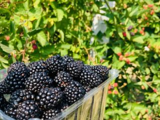 Muros de cultura. 100% BIO.