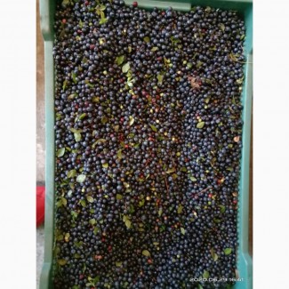 Una empresa con experiencia en la compra y procesamiento de arándanos busca un socio para una cooperación permanente