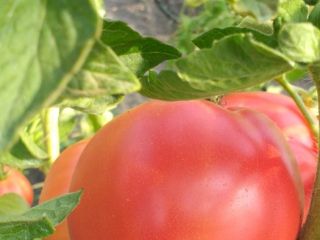Tomates frambuesa deliciosos para la venta. El precio indicado