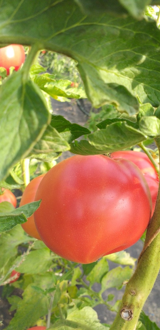 Tomates frambuesa deliciosos para la venta