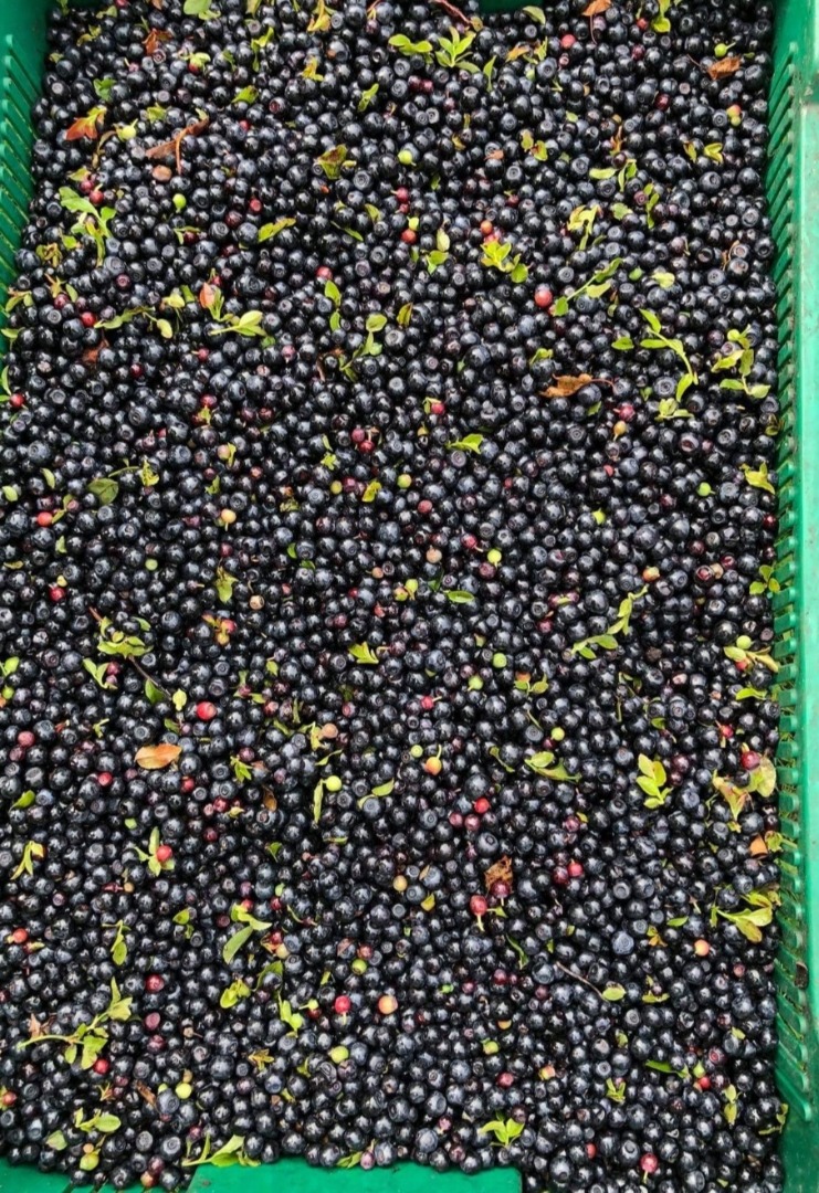 Compraré cantidades al por mayor de bayas del bosque sin limpiar con una hoja