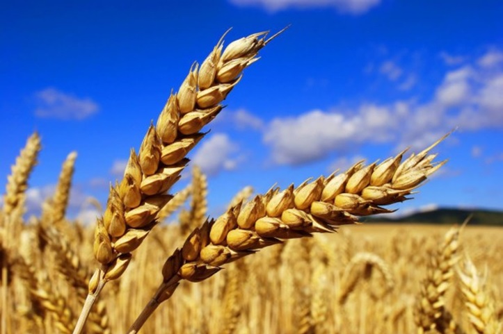 Hola, tengo a la venta trigo forrajero - cortado el 27 de julio de 2021 (grano de tiempo)
