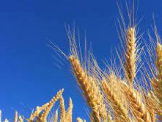 Venderé triticale de trigo, cantidad de 3 toneladas, grano